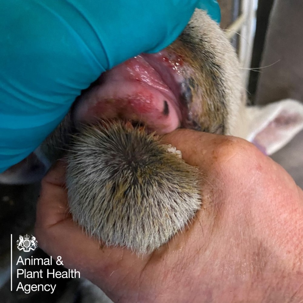 Sheep with ulcers or sores in the mouth